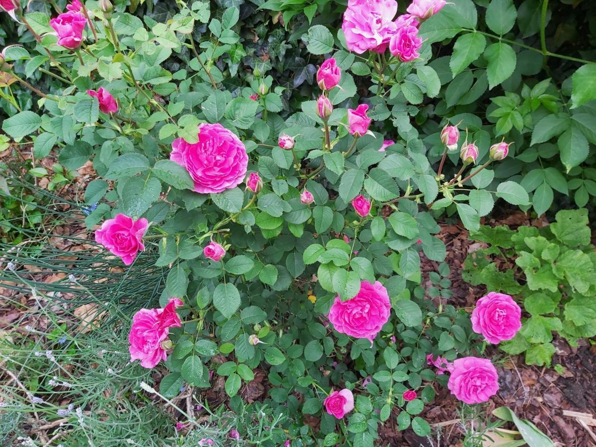 Tini